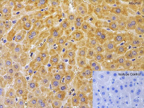 a01245 alb primary antibodies ihc testing 5
