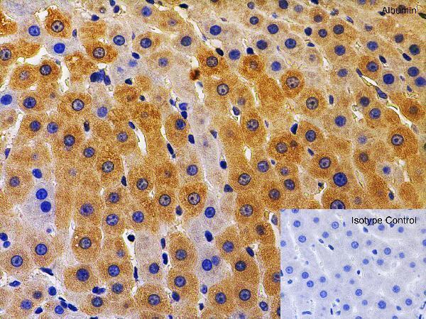 a01245 alb primary antibodies ihc testing 6