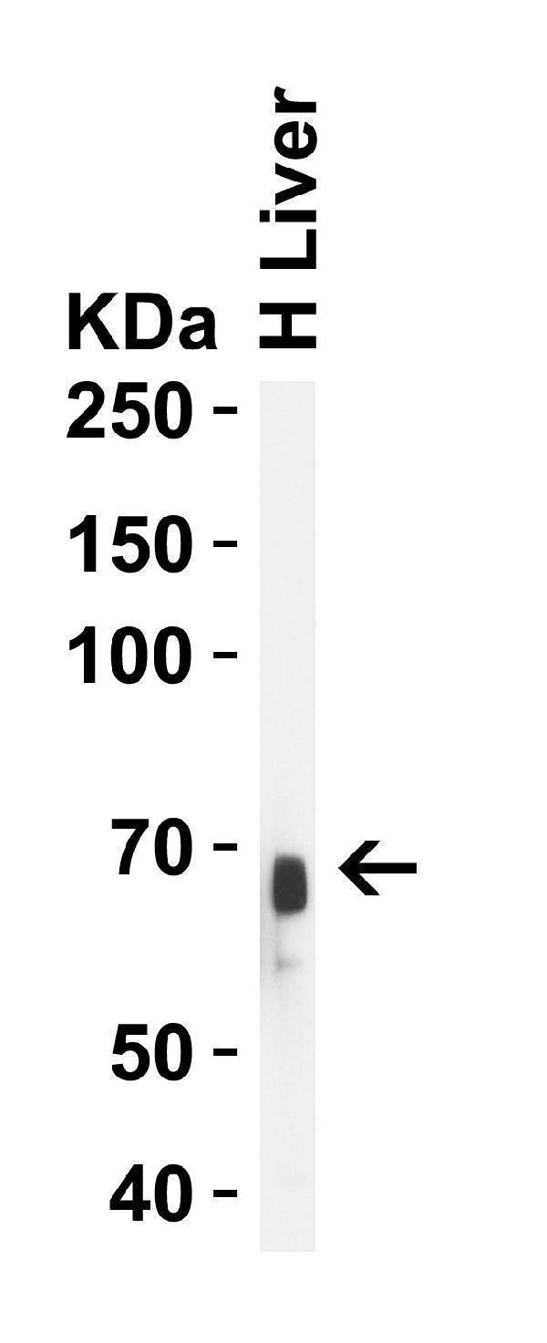 a01245 alb primary antibodies wb testing 1