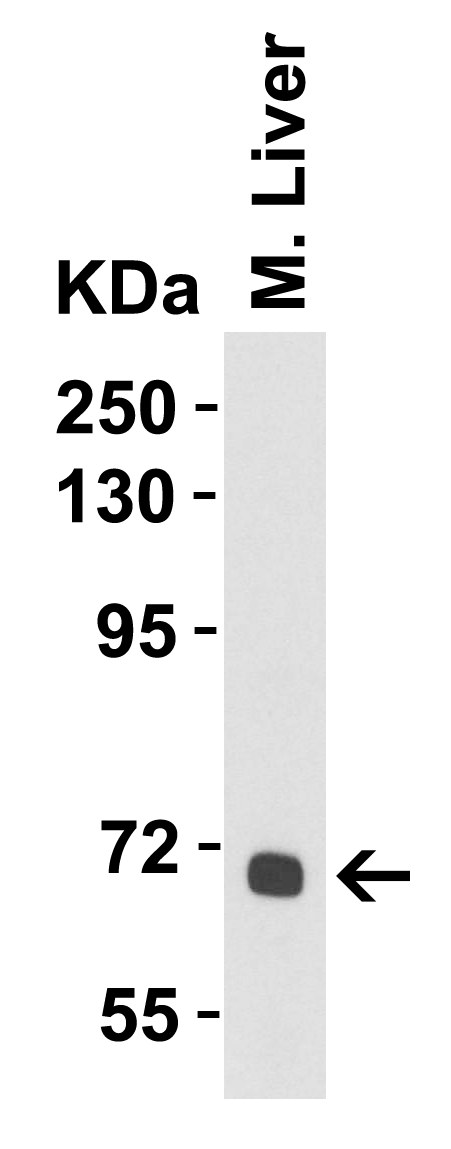 a01245 alb primary antibodies wb testing 2