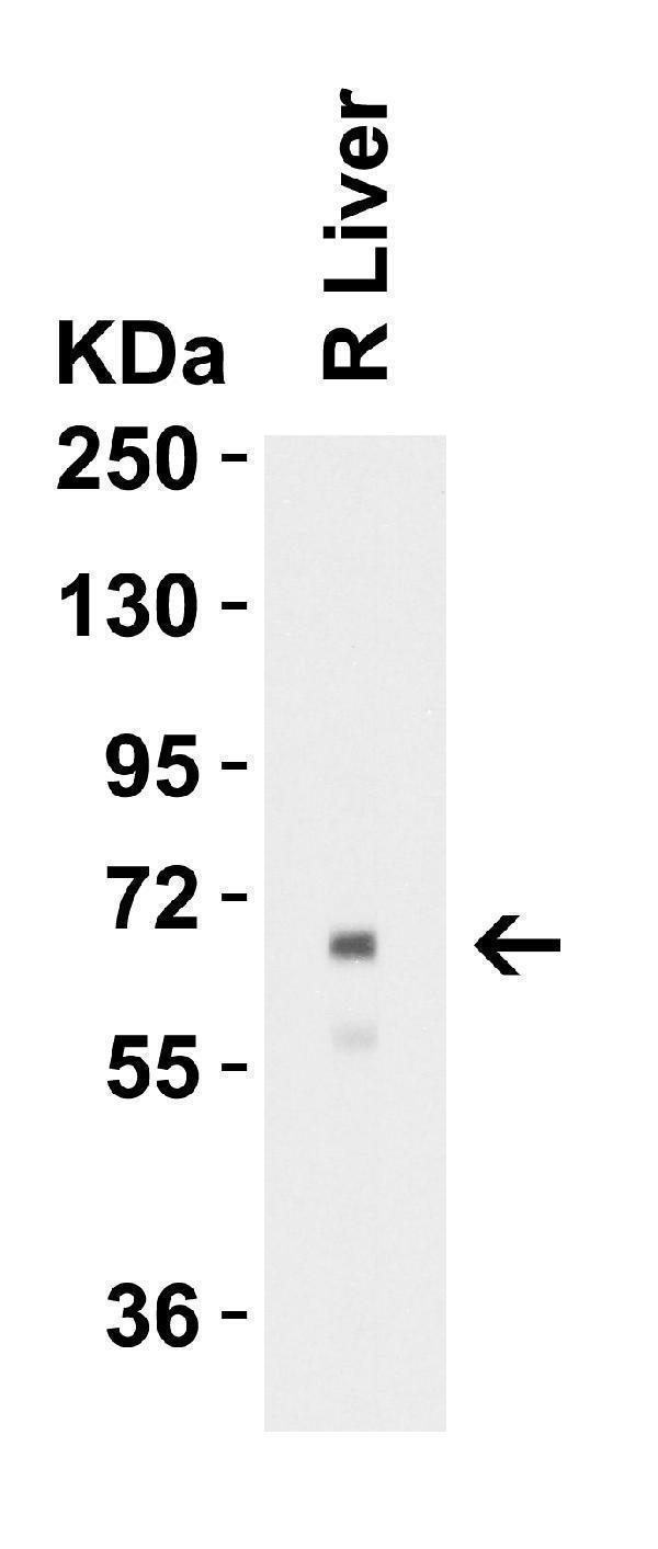 a01245 alb primary antibodies wb testing 3