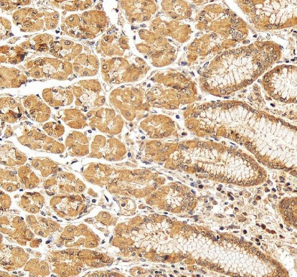 a01246 2 ocln primary antibodies ihc testing 3
