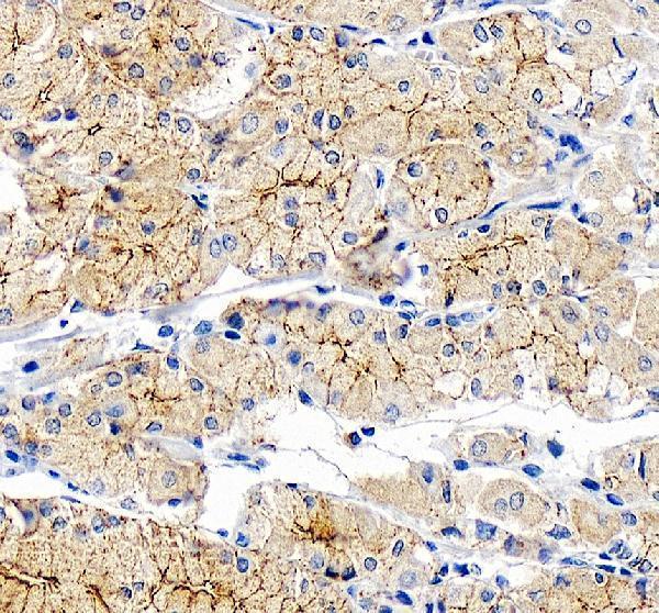 a01246 4 ocln primary antibodies ihc testing 3