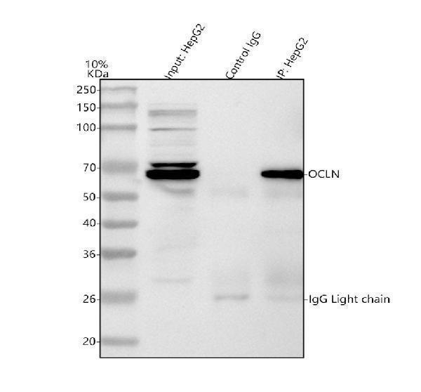 a01246 4 ocln primary antibodies testing ip 2