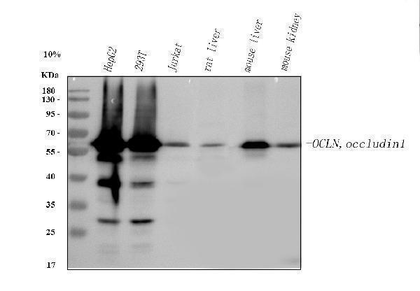  Western blot analysis of Occludin/OCLN using anti-Occludin/OCLN antibody (A01246-4)