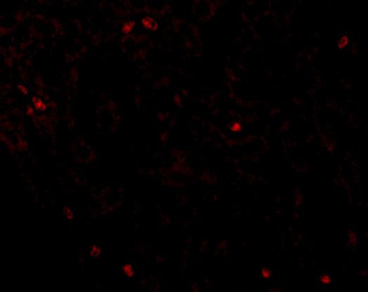 Immunofluorescence of OCLN in Human Liver tissue with OCLN antibody at 20 μg/mL