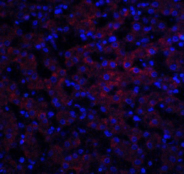 a01246 ocln primary antibodies if testing 4