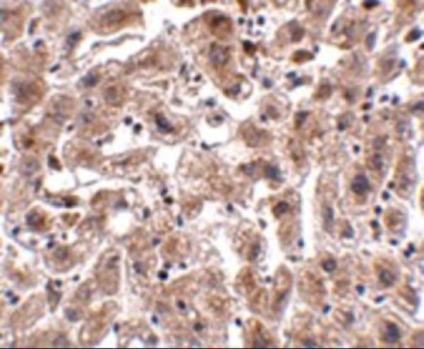 Immunohistochemistry of OCLN in human liver tissue with OCLN antibody at 2