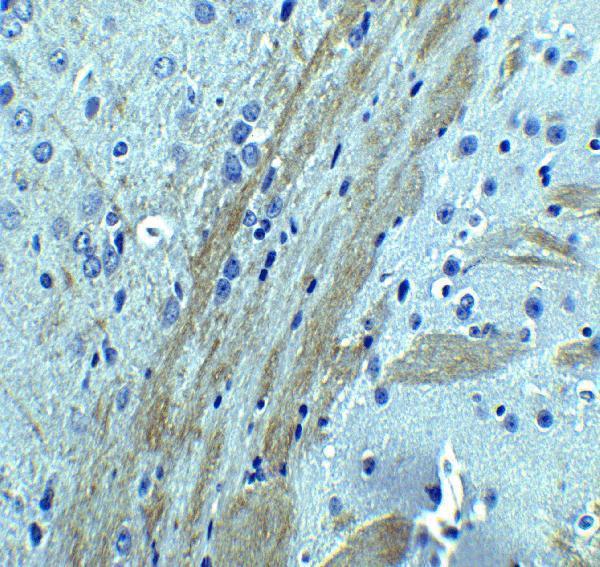 a01246 ocln primary antibodies ihc testing 6