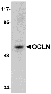 Western blot analysis of OCLN in human liver tissue lysate with OCLN antibody at 1 μg/mL