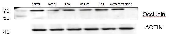 a01246 ocln primary antibodies wb testing 1