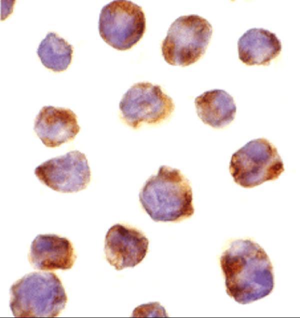 a01247 1 irak4 primary antibodies icc testing 4