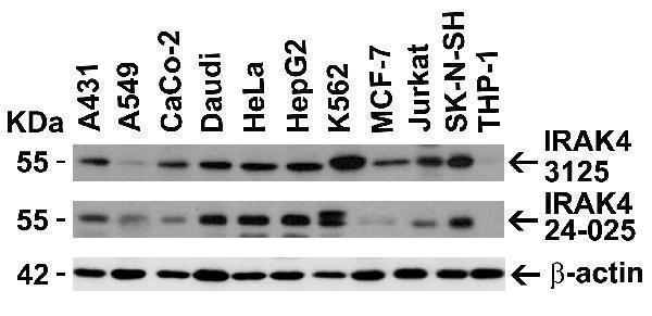 Independent Antibody Validation (IAV) via Protein Expression Profile in Cell Lines
Loading: 15 μg of lysates per lane