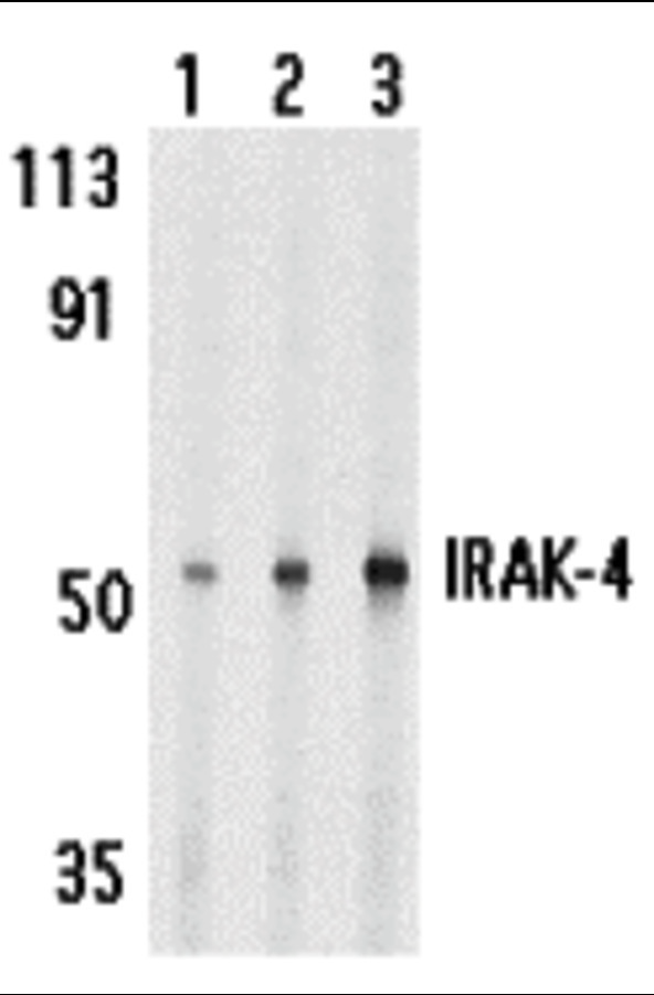 Western Blot Validation in Human HeLa Cell Lines
Loading: 15 μg of lysates per lane