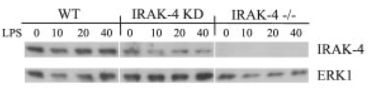 a01247 1 irak4 primary antibodies wb testing 6