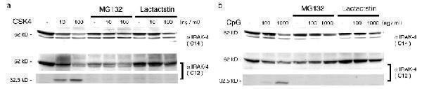a01247 1 irak4 primary antibodies wb testing 7