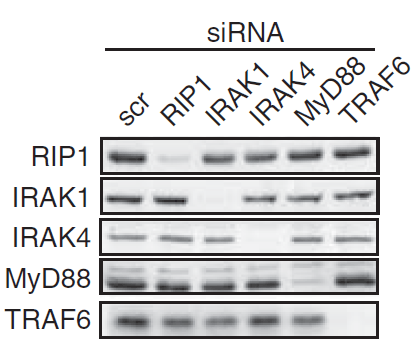a01247 1 irak4 primary antibodies wb testing 8