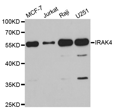 a01247 2 irak4 primary antiboties wb testing 1