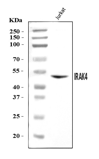  Western blot analysis of IRAK4 using anti-IRAK4 antibody (A01247-3)
