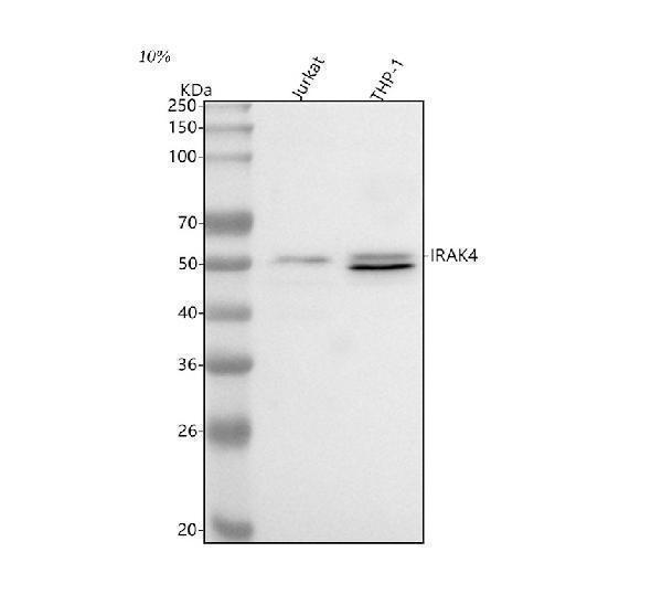  Western blot analysis of IRAK4 using anti-IRAK4 antibody (A01247-4)