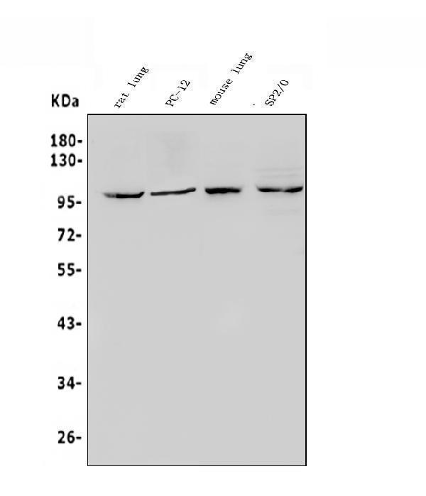 a01248 1 epas1 primary antibodies wb testing 1