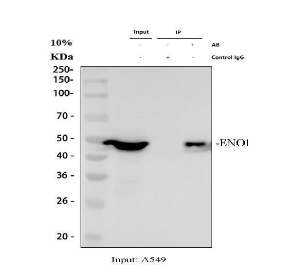 a01250 1 eno1 primary antibodies ip testing 1