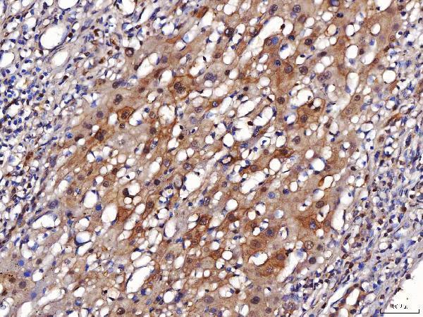 a01250 2 eno1 primary antibodies ihc testing 6