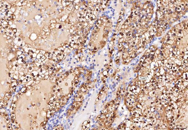 a01250 2 eno1 primary antibodies ihc testing 9