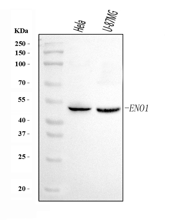  Western blot analysis of ENO1 using anti-ENO1 antibody (A01250-2)