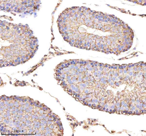 a01250 3 eno1 primary antibodies ihc testing 3