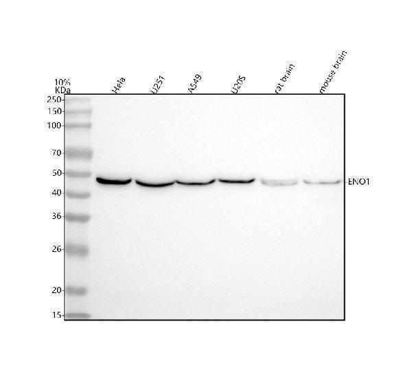 Western blot analysis of ENO1 using anti-ENO1 antibody (A01250-3)