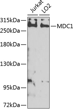 a01252 mdc1 primary antiboties wb testing 1
