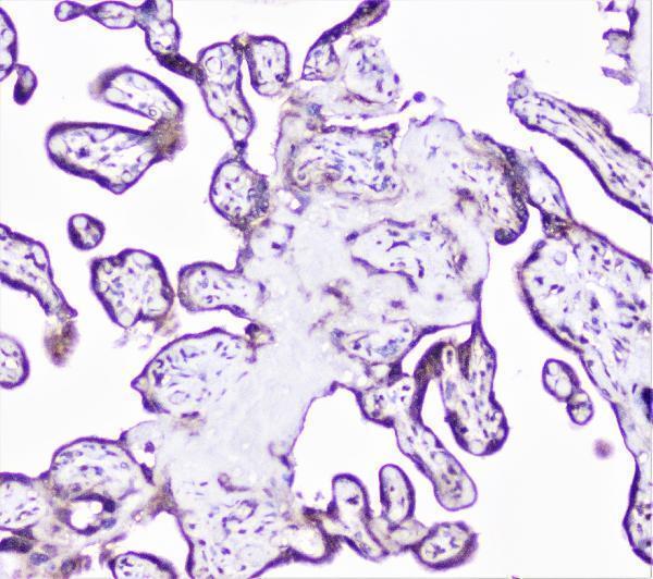 a01253 1 cortactin primary antibodies ihc testing 11