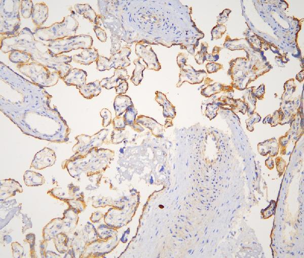 a01253 1 cortactin primary antibodies ihc testing 20