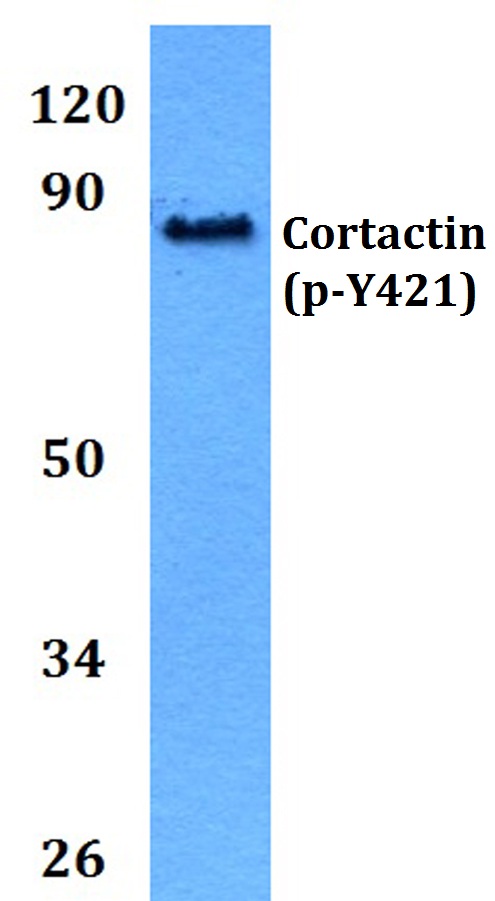 a01253y421 cttn primary antiboties wb testing 1