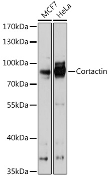 Western blot analysis of extracts of various cell lines, using Cortactin antibody at 1:1000 dilution