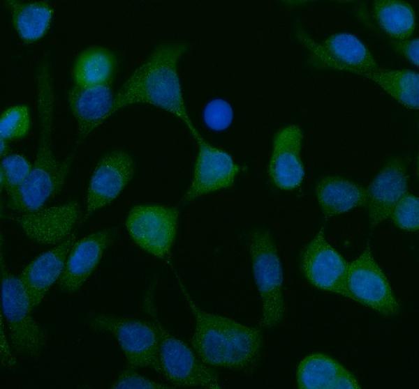 IF analysis of SCF/KITLG using anti-SCF/KITLG antibody (A01254-1)