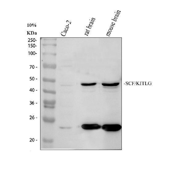 Western blot analysis of SCF/KITLG using anti-SCF/KITLG antibody (A01254-1)