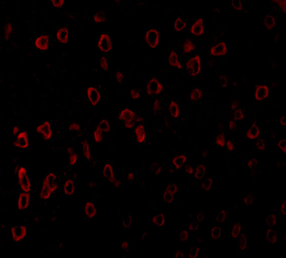 a01254 kitlg primary antibodies if testing 4