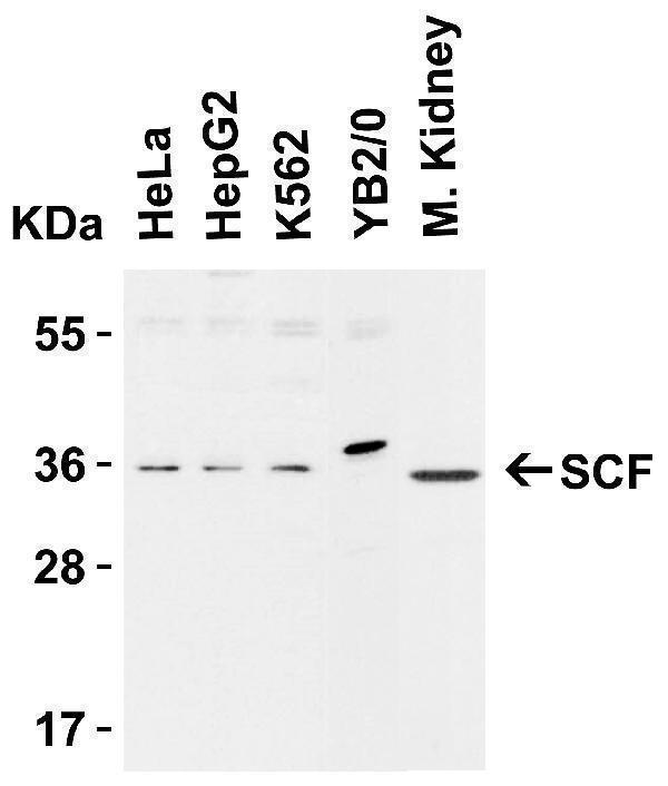 a01254 kitlg primary antibodies wb testing 1