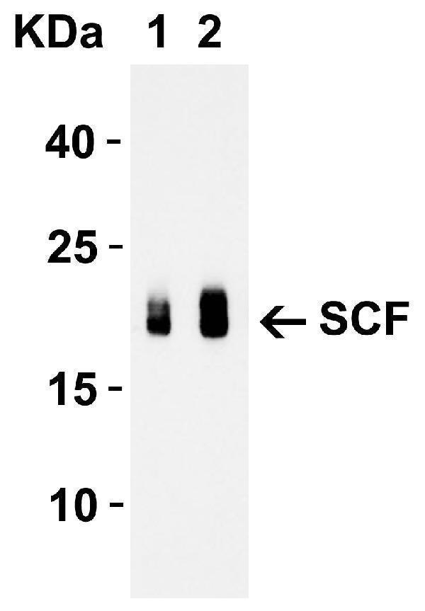 a01254 kitlg primary antibodies wb testing 2