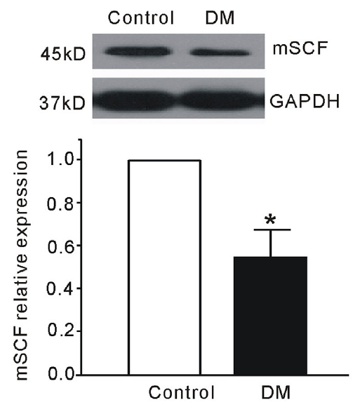 a01254 kitlg primary antibodies wb testing 5