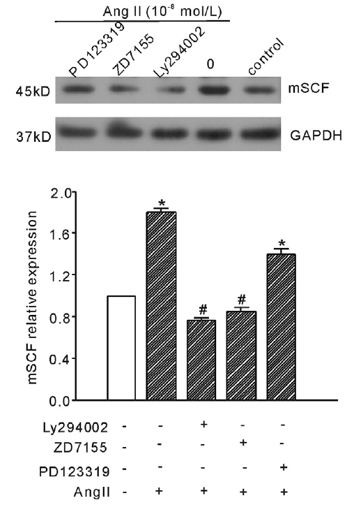 a01254 kitlg primary antibodies wb testing 6