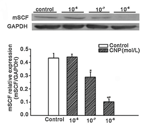 a01254 kitlg primary antibodies wb testing 7