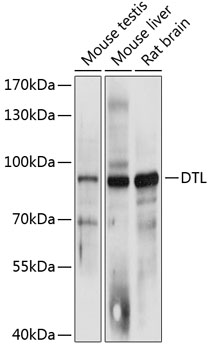 Western blot analysis of extracts of various cell lines, using DTL antibody  at 1:3000 dilution