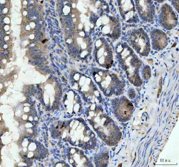 a01256 2 chga primary antibodies ihc testing 3