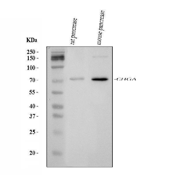  Western blot analysis of Chromogranin A/Chga using anti-Chromogranin A/Chga antibody (A01256-3)