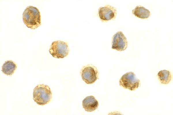 a01257 1 tnfsf13b primary antibodies icc testing 4