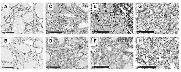 a01257 1 tnfsf13b primary antibodies ihc testing 7
