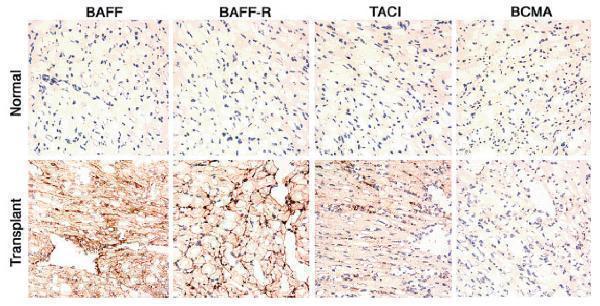 a01257 1 tnfsf13b primary antibodies ihc testing 8